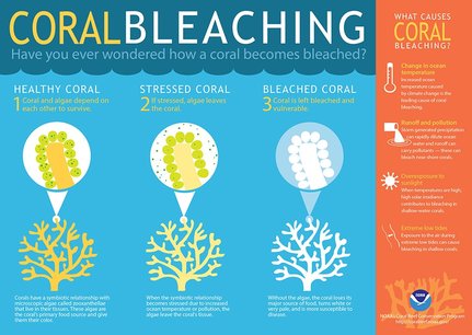 Causes - coral bleaching